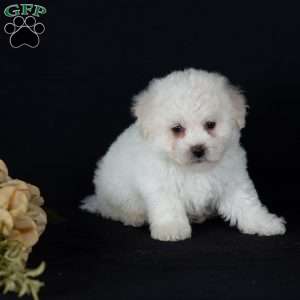 Titan (Mini), Bichon Frise Puppy